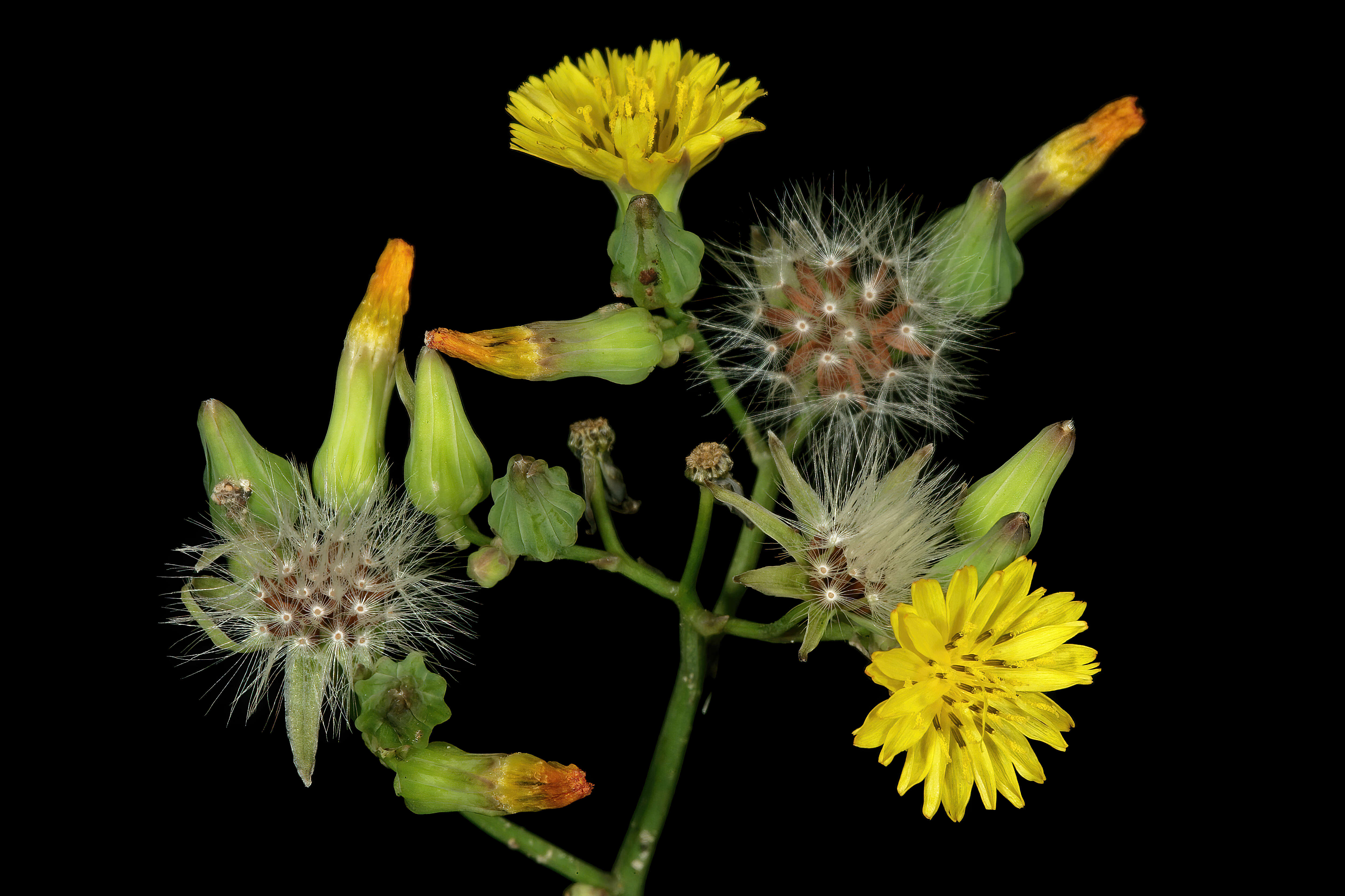 Image of Oriental false hawksbeard