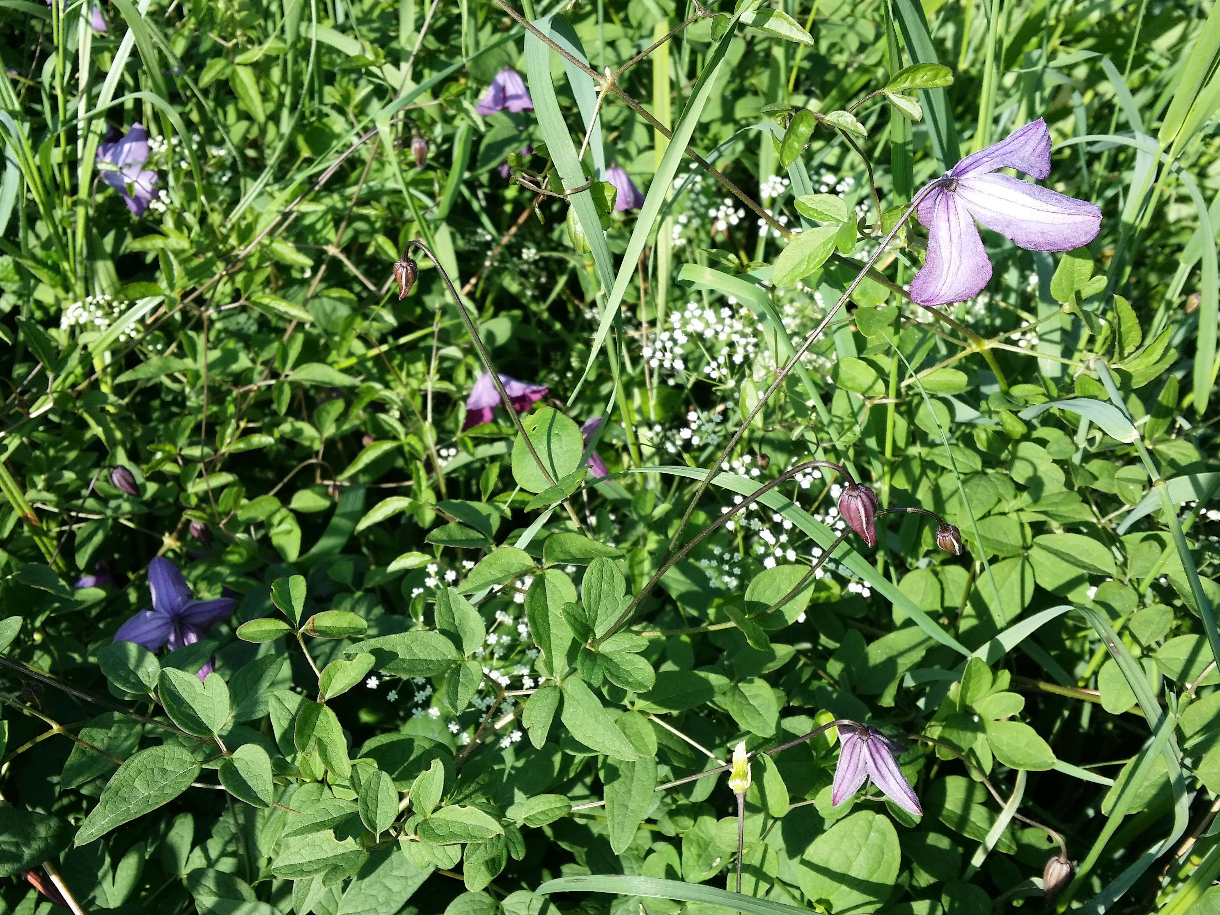 Image de Clématite bleue