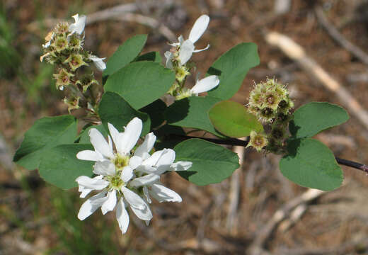 Image of Saskatoon serviceberry