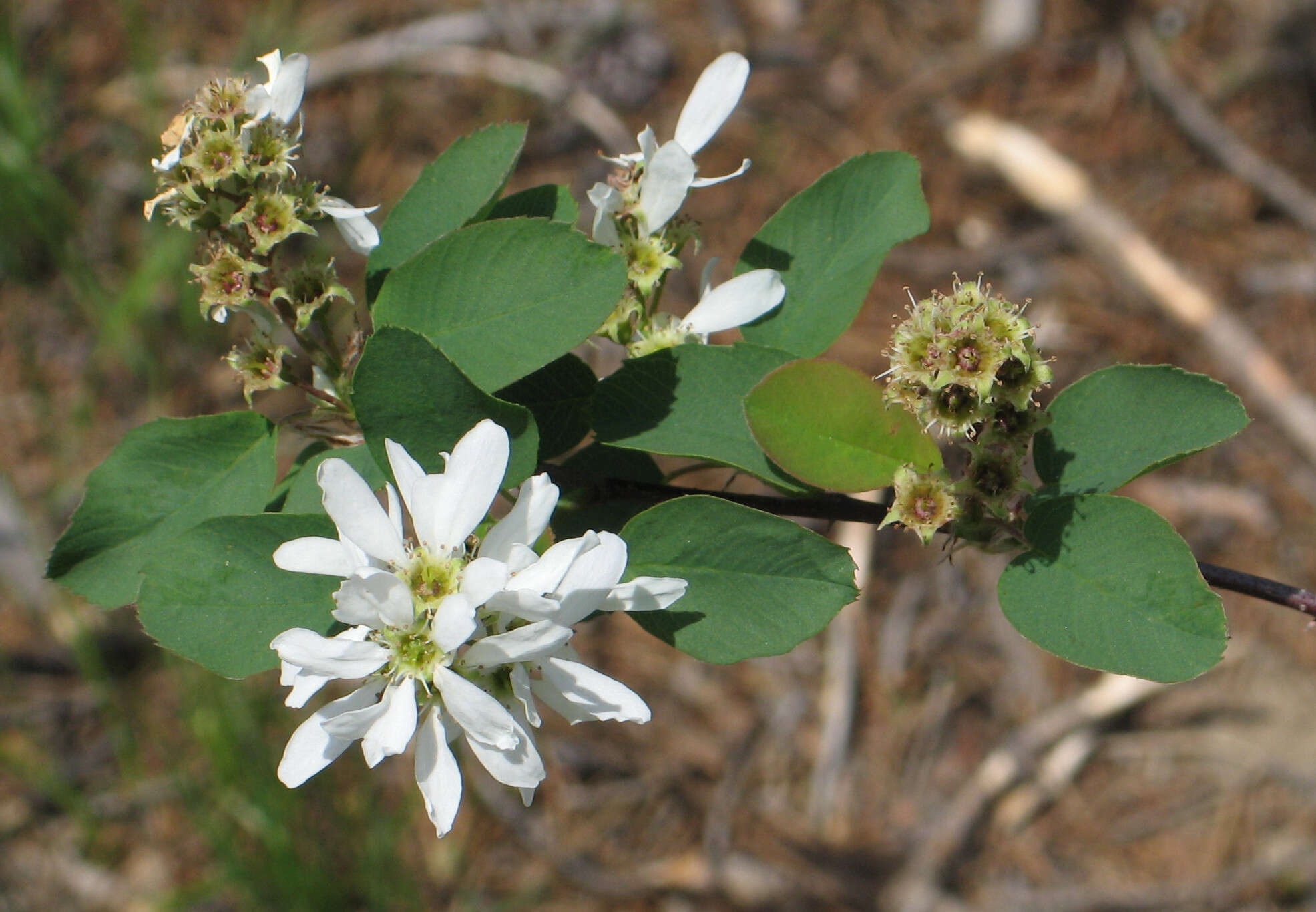 Image of Saskatoon serviceberry