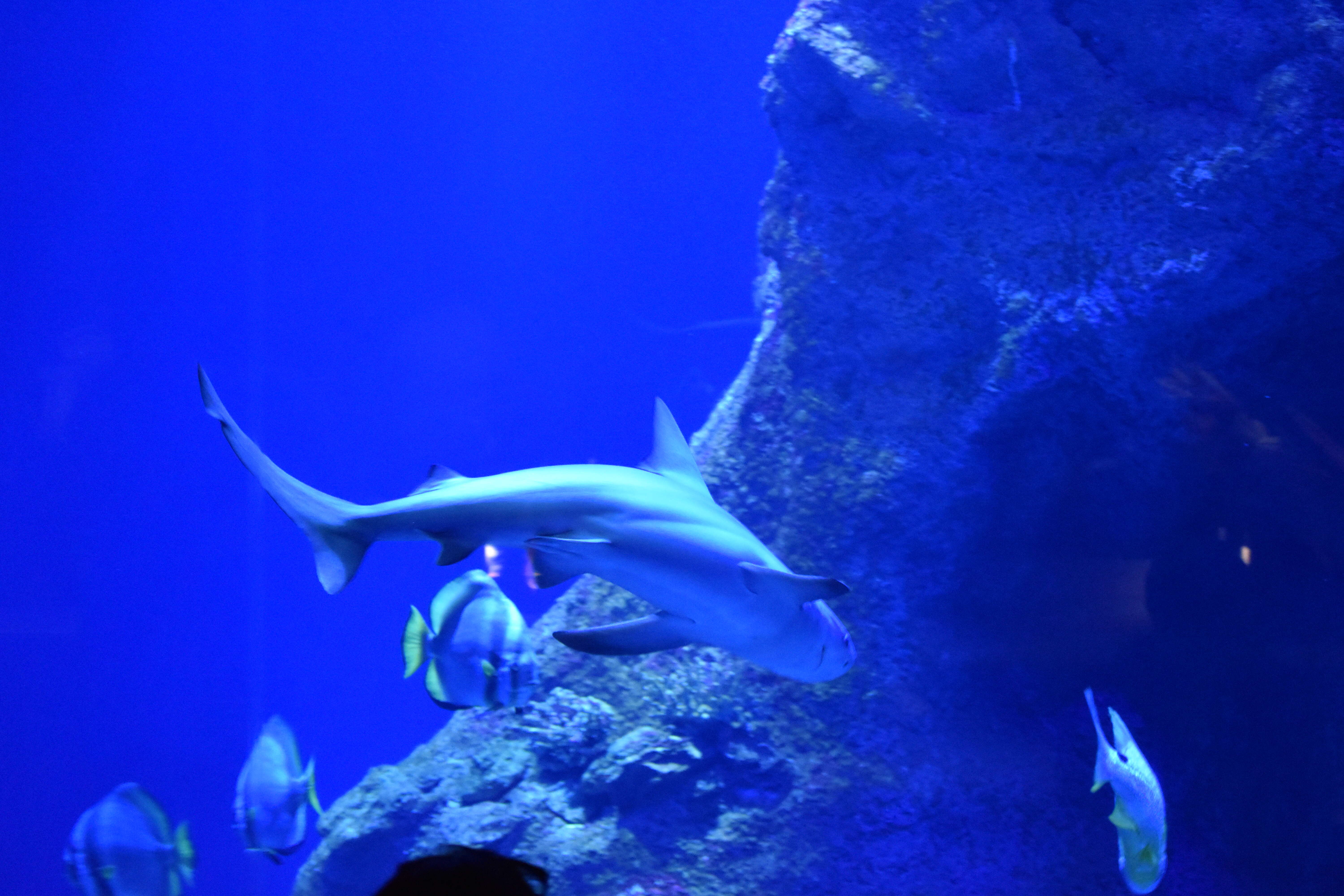 Image of Orbicular batfish