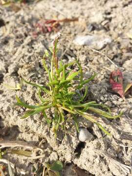 Image of Annual Meadow Grass