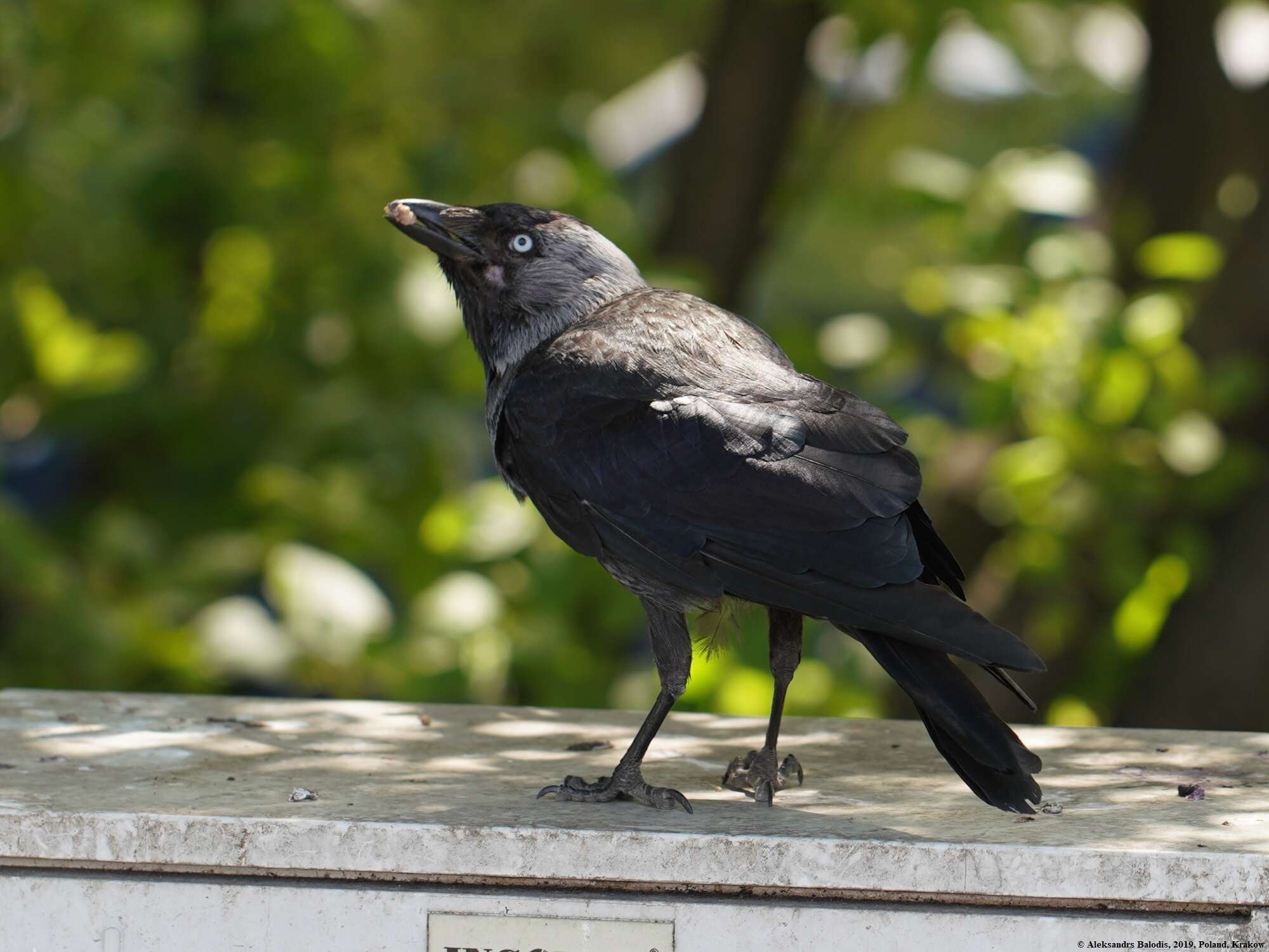 Image of Eurasian Jackdaw