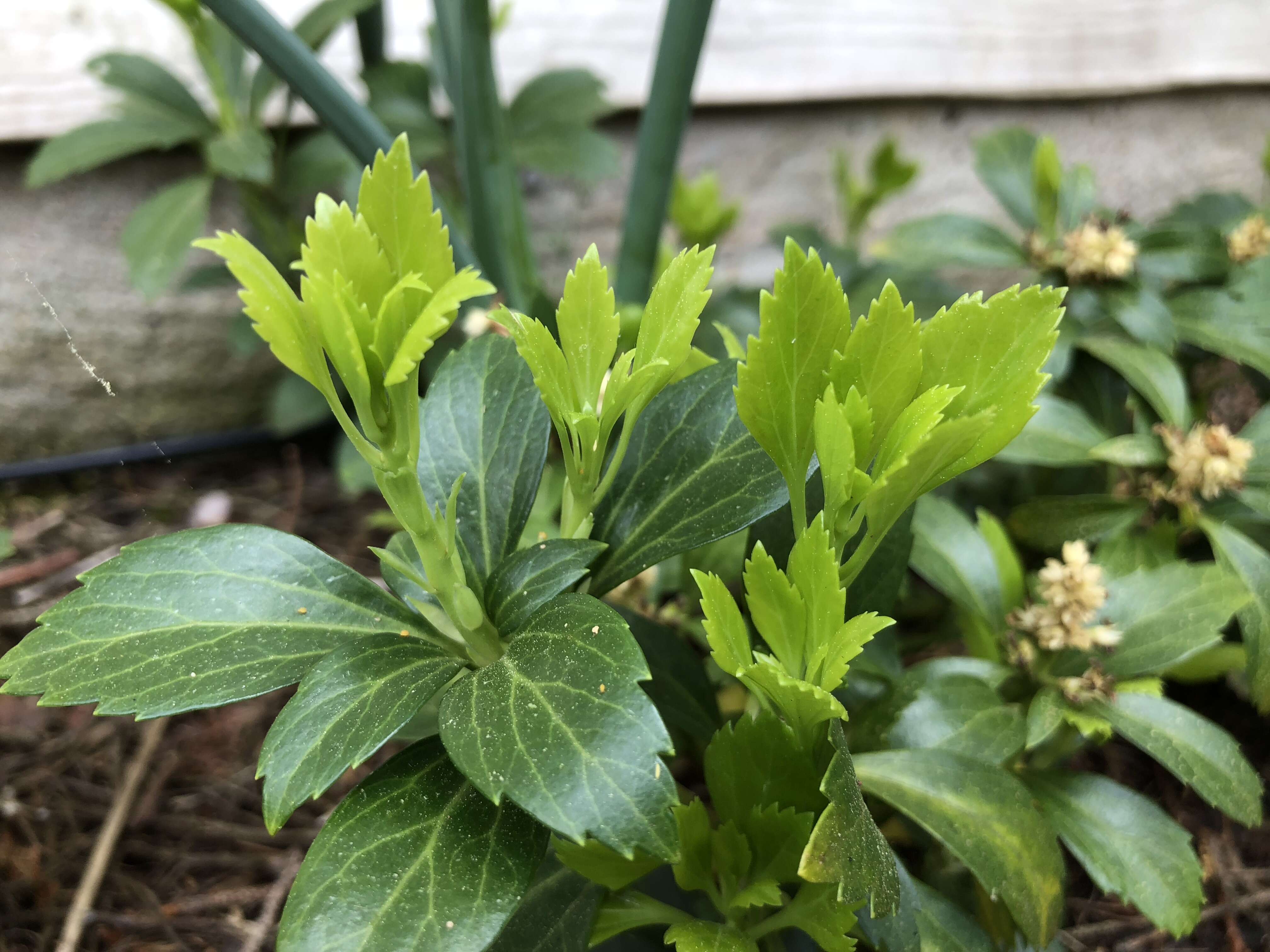 Image of Japanese pachysandra