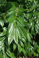 Image of laurel-leaf snailseed
