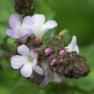 Image of herb of the cross