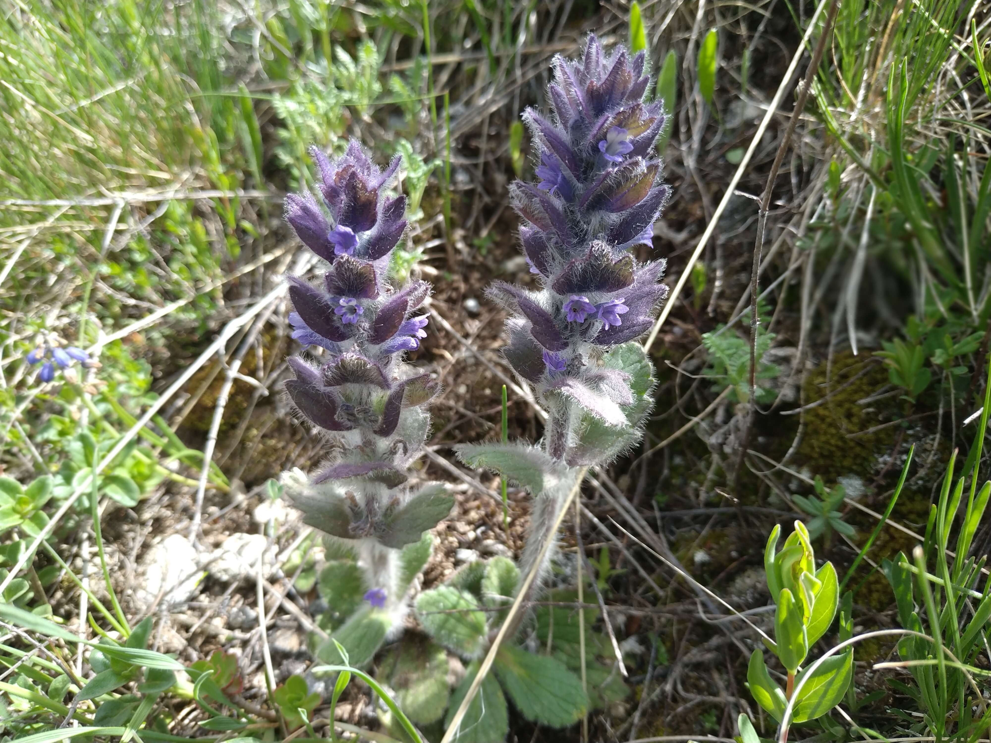 Image of Ajuga orientalis L.