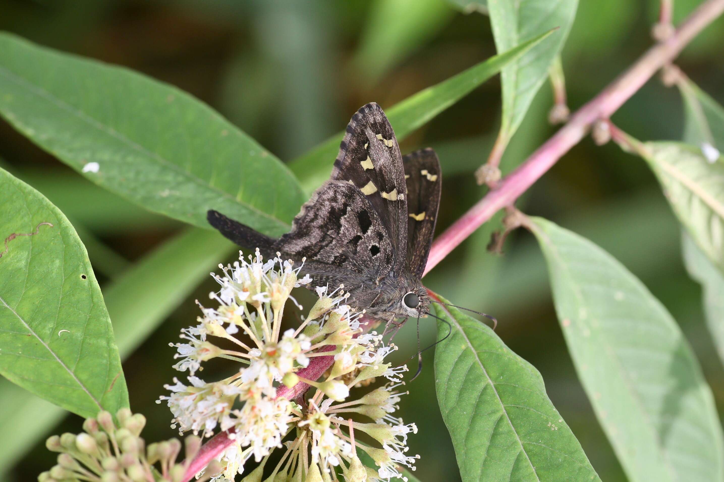 Image of Dorantes Longtail