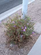 Image de Ruellia simplex Wright