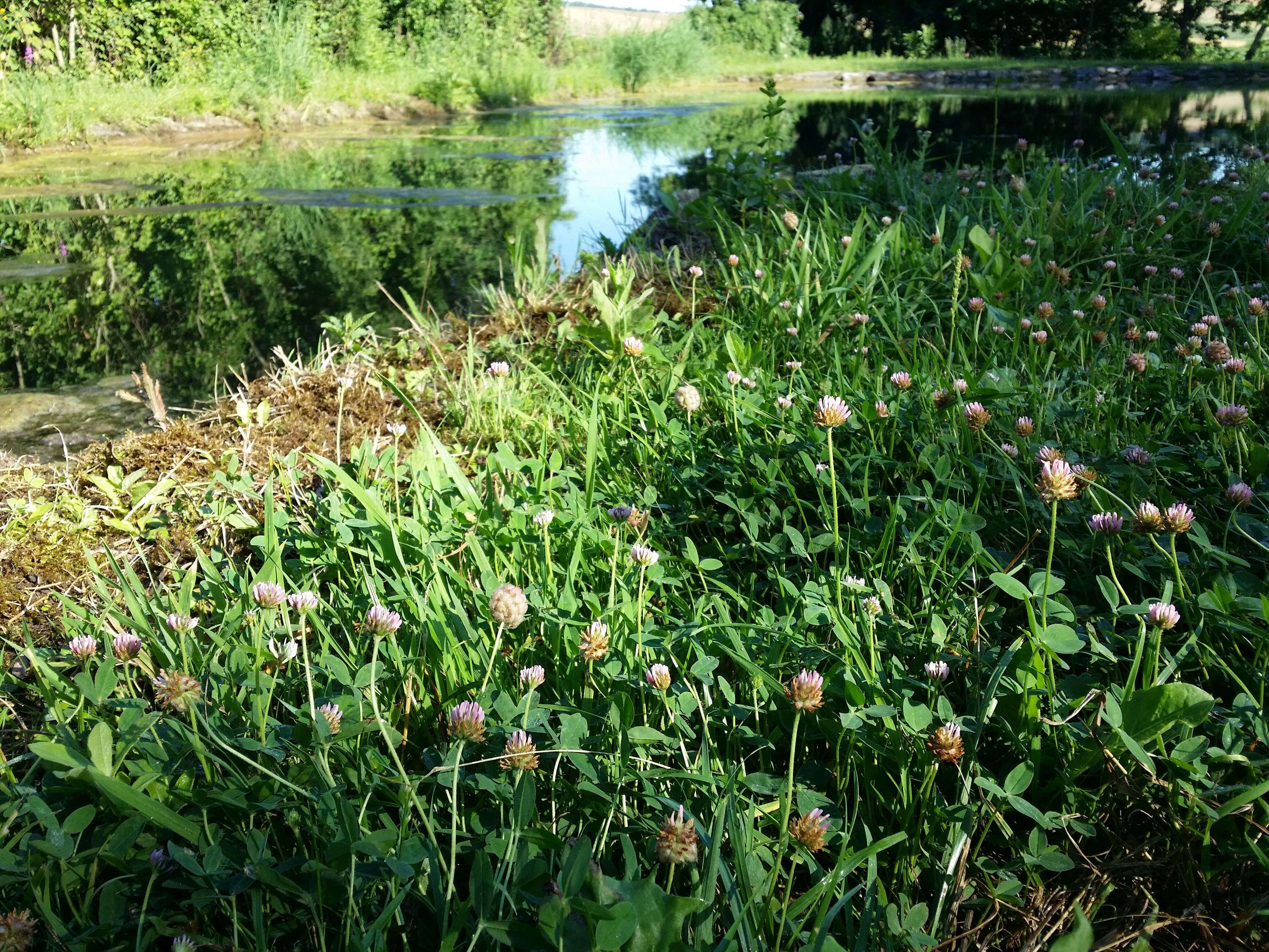 Image of strawberry clover