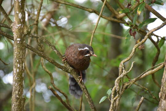 Image of White-whiskered Laughingthrush