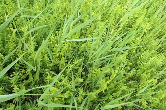 Image of Marsh Fern