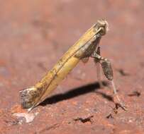 Image of Azalea leafminer