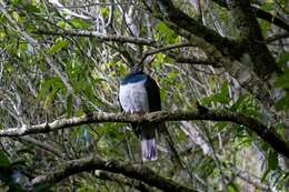 Image of Kererū