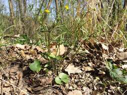 Image of Goldilocks Buttercup