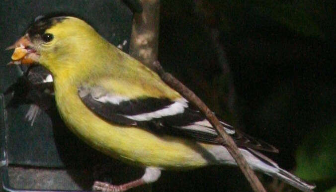 Image of American Goldfinch