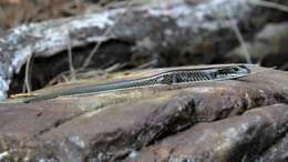 Image of Warm-temperate Water-skink