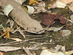 Image of Common Sand Boa