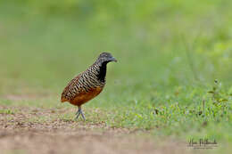 Image of Barred Buttonquail