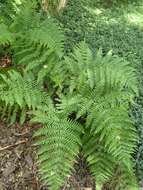 Image of Autumn fern