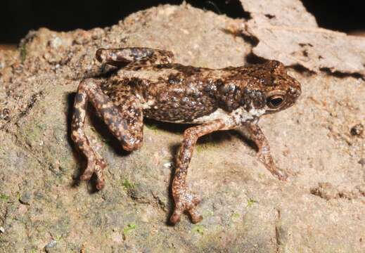 Pelophryne brevipes (Peters 1867) resmi