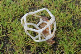 Image of Basket fungus