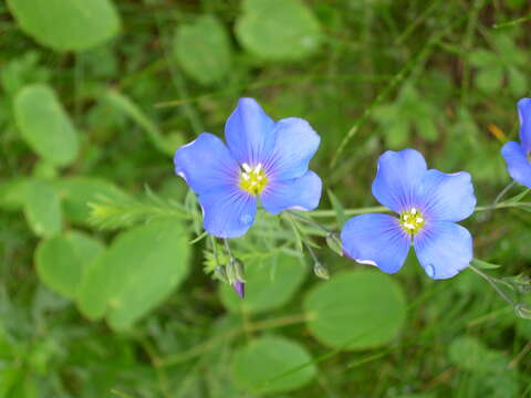 Imagem de Linum alpinum Jacq.