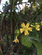 Image of Ibervillea sonorae (S. Wats.) Greene