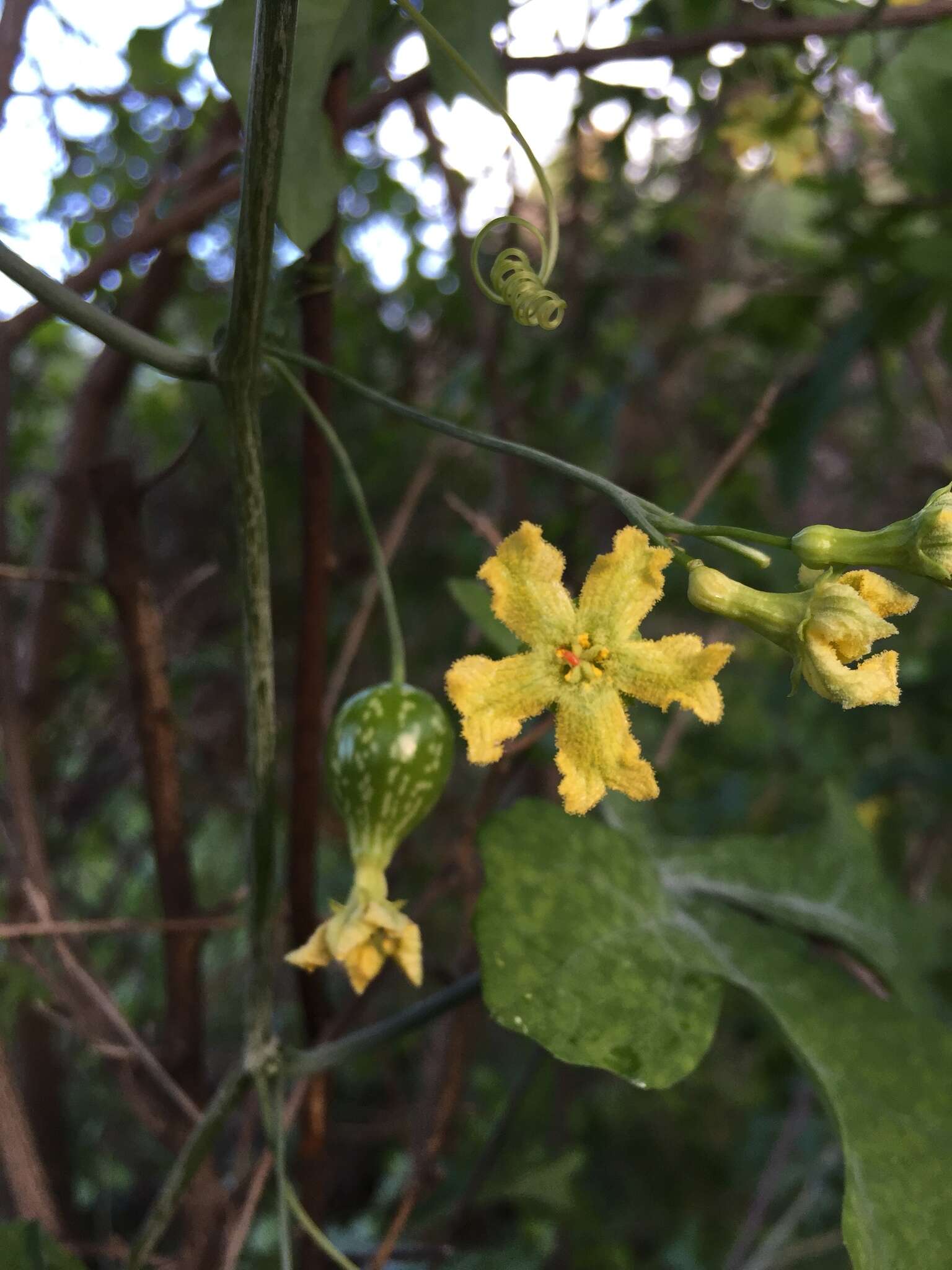 Image of Ibervillea sonorae (S. Wats.) Greene