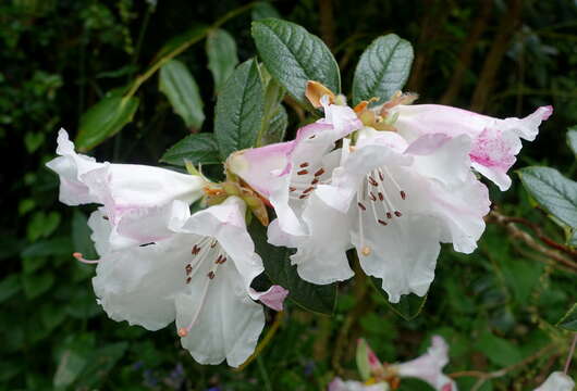 صورة Rhododendron edgeworthii Hook. fil.