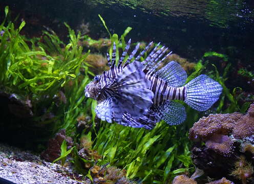 Image of Broadbarred firefish