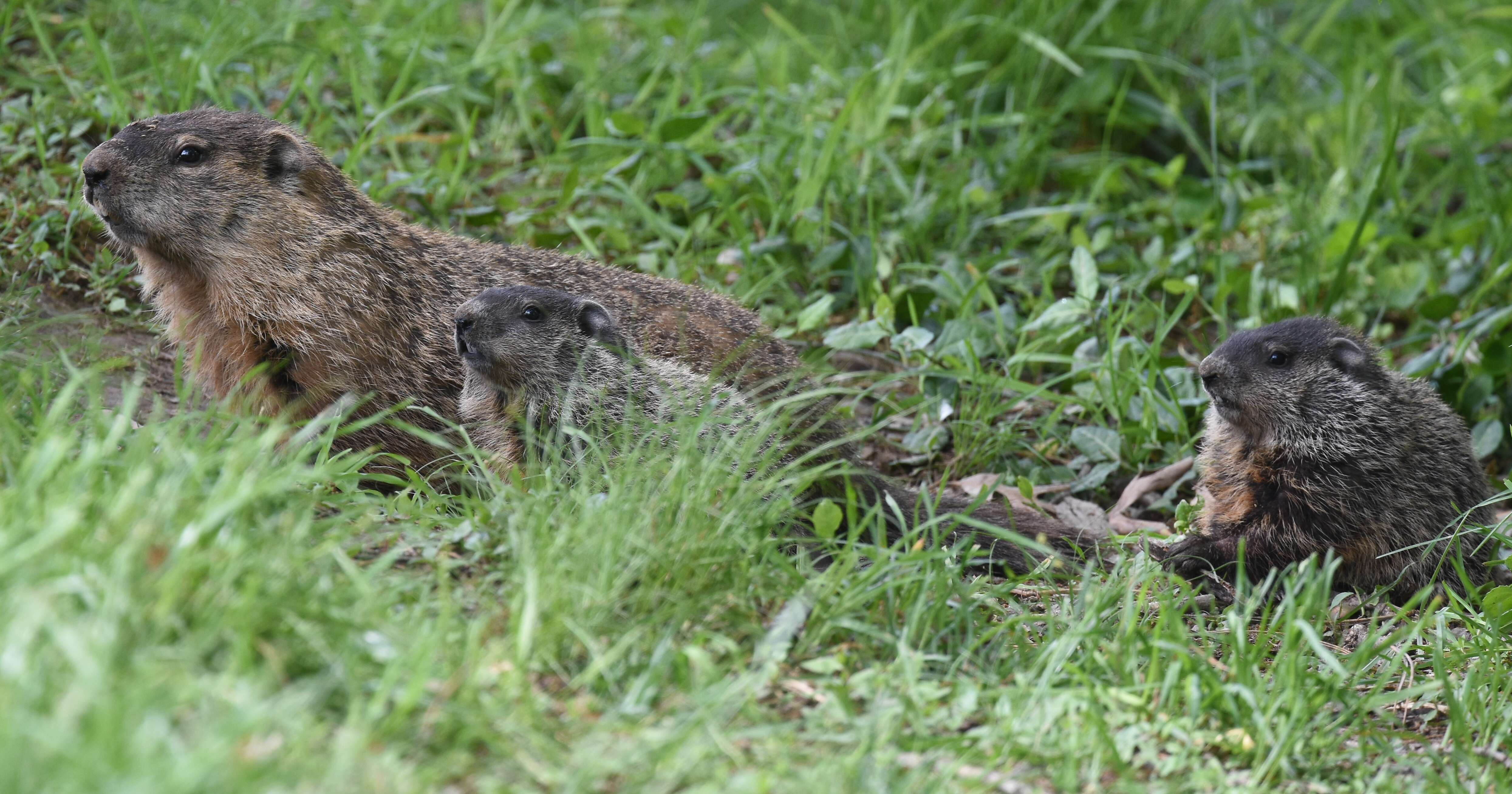 Image of Marmota subgen. Marmota Blumenbach 1779