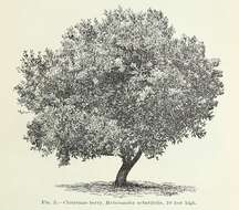 Image of toyon