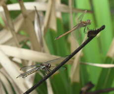 Image of Bar-winged Skimmer