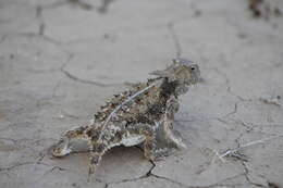 Image of Regal Horned Lizard