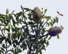 Image of Honduras Mahogany