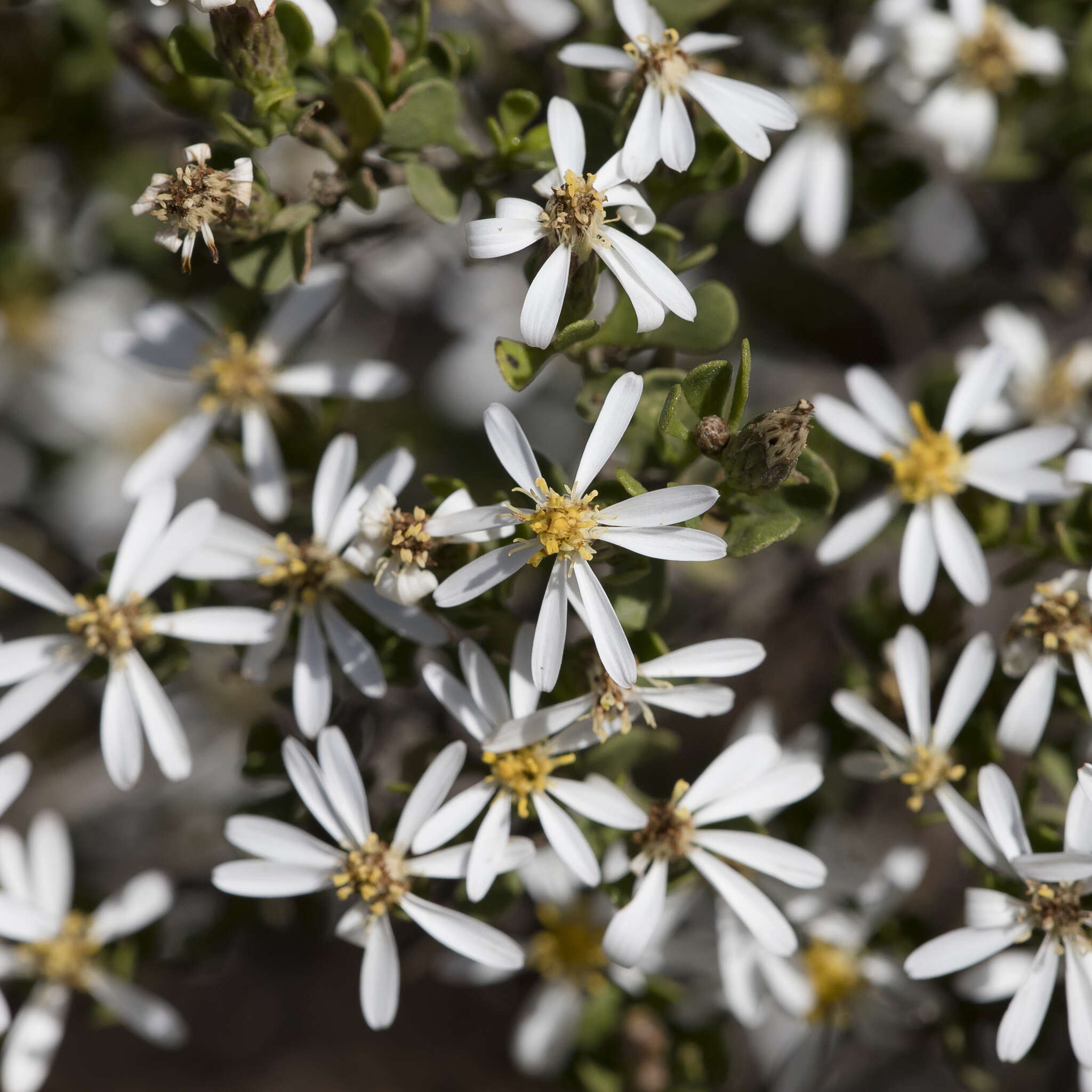 Image de Olearia muelleri (Sonder) Benth.