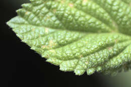 Image of bushy lippia