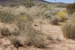 Image of mesa dropseed