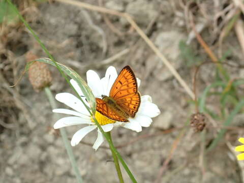 Image of Lycaena salustius (Fabricius 1793)