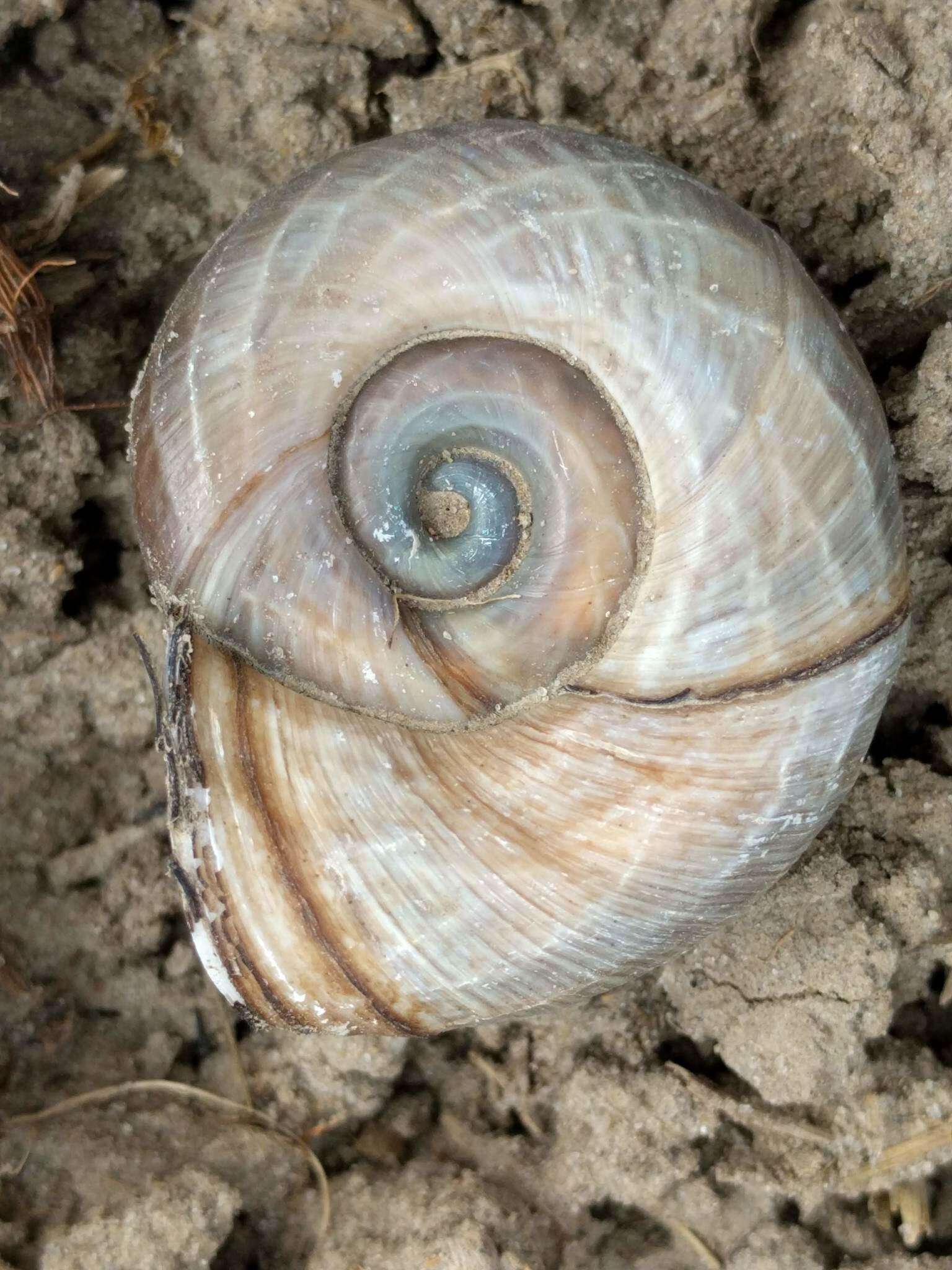 Image of Great Ram's Horn Snail