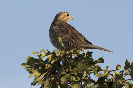 Image of Corn Bunting