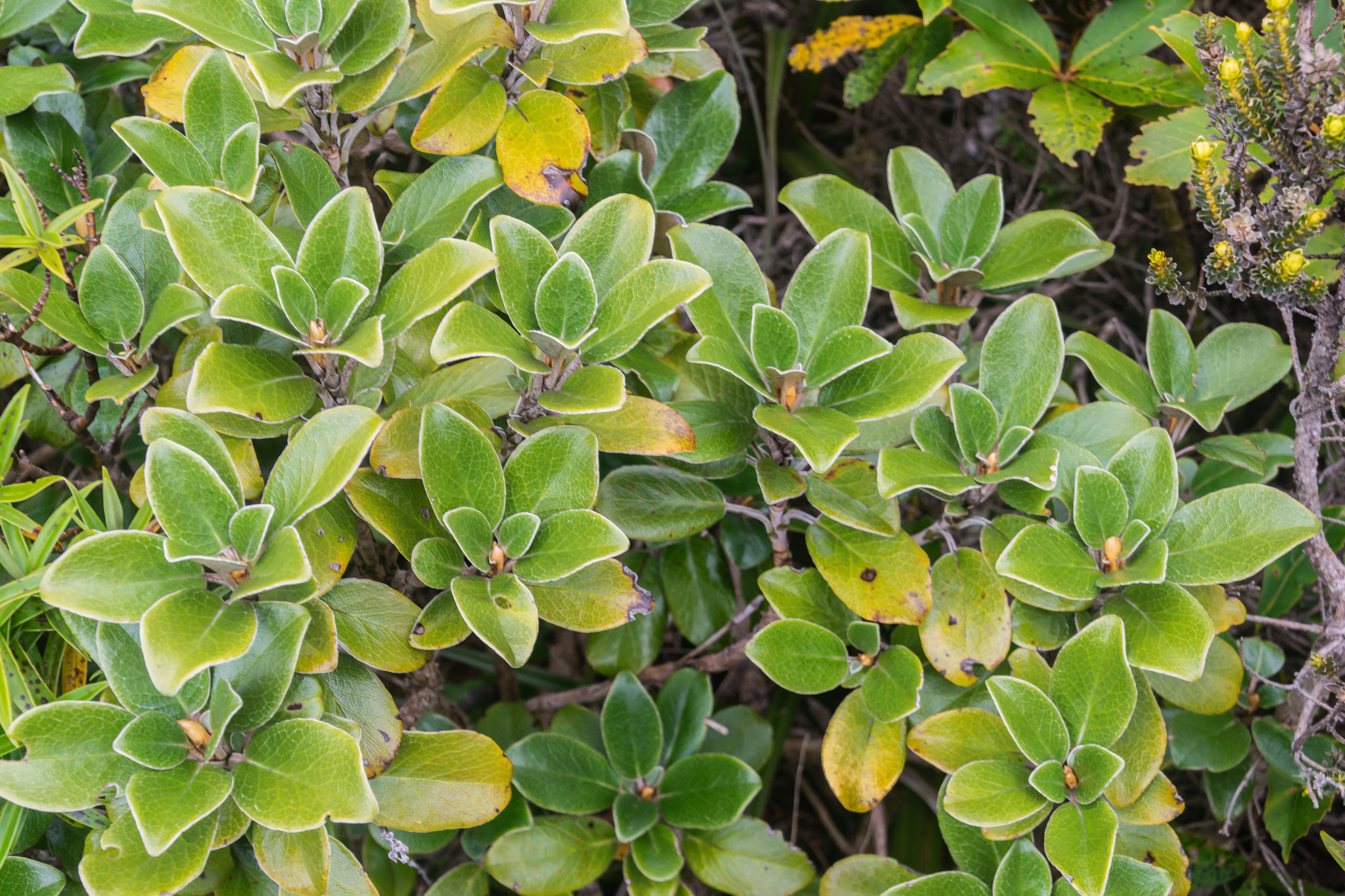 Image of Brachyglottis elaeagnifolia (Hook. fil.) B. Nord.