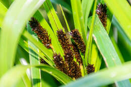 Image of Cyperus ustulatus A. Rich.