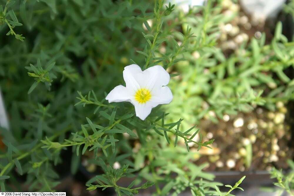 Image of broom cupflower