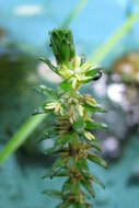 Imagem de Myriophyllum heterophyllum Michx.