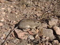 Image of rock pocket mouse