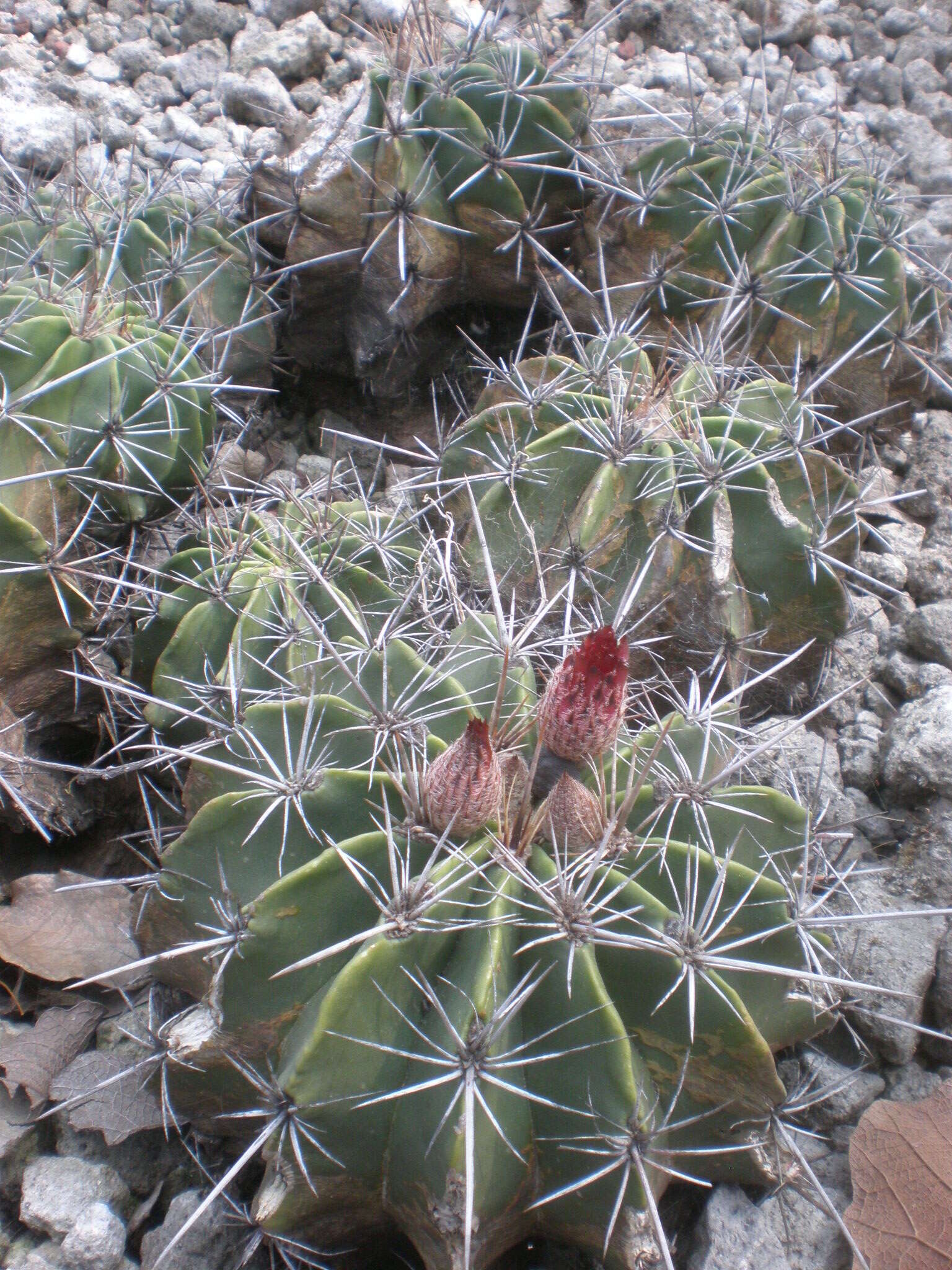 Image of Ferocactus flavovirens (Scheidw.) Britton & Rose