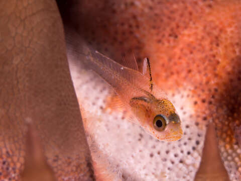 Image of Frostfin cardinalfish