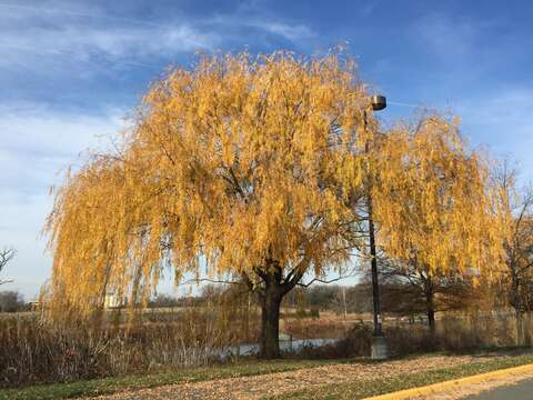 Image of Peking Willow